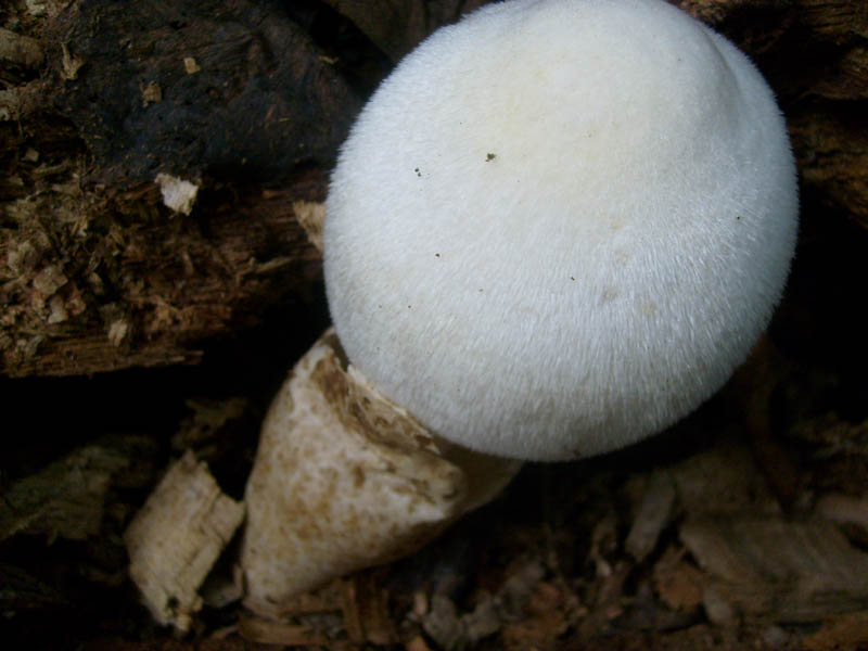 Escursione 2.10.2010.solite cose